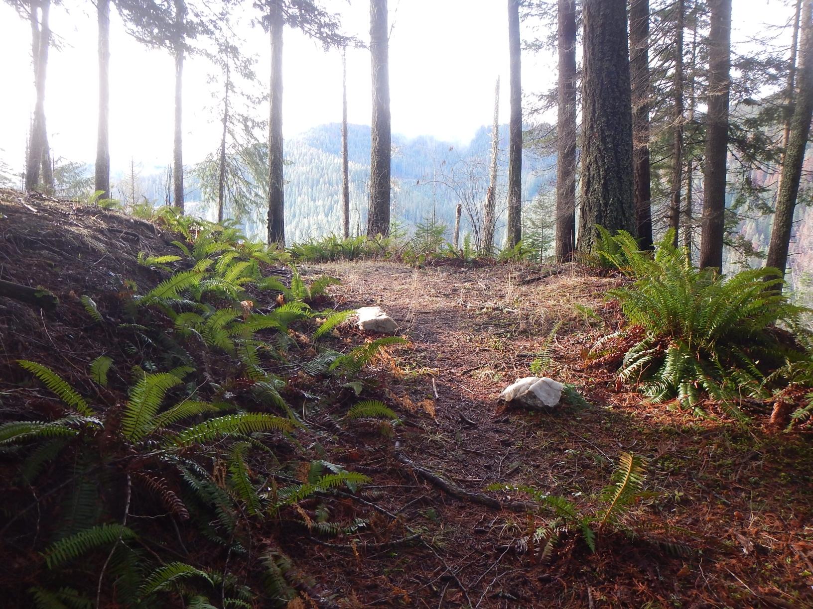 A sunlit forest path with ferns and tall trees overlooking distant mountains.
