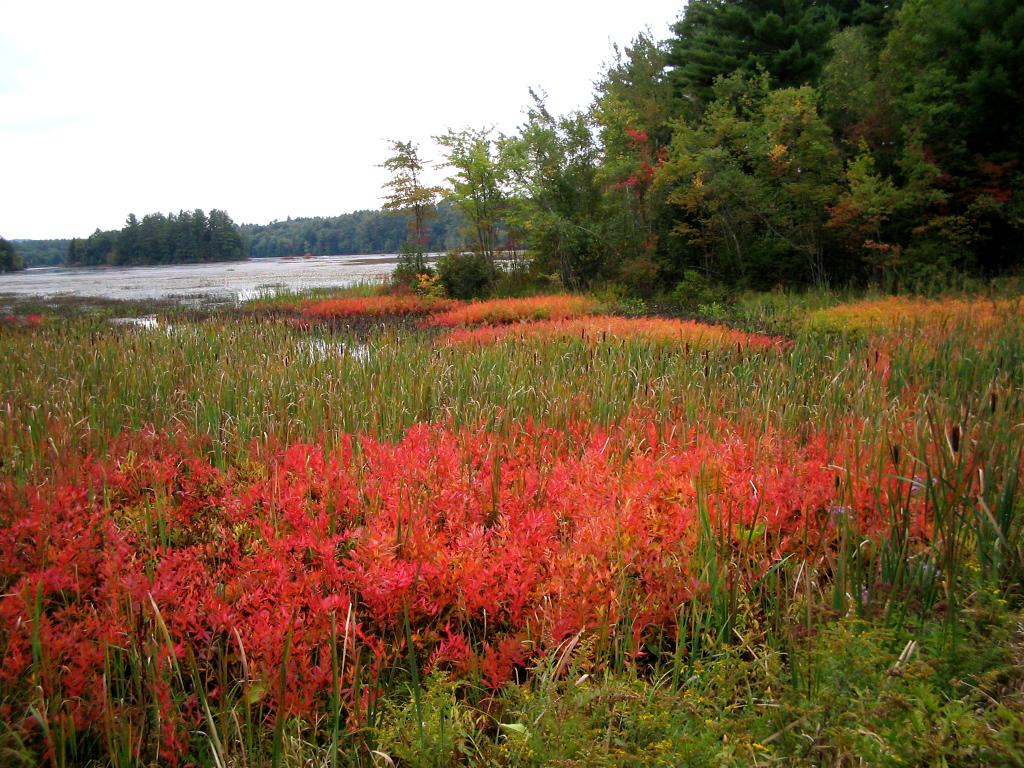 Wetland with vibrant red and green plants, a lake in the background.