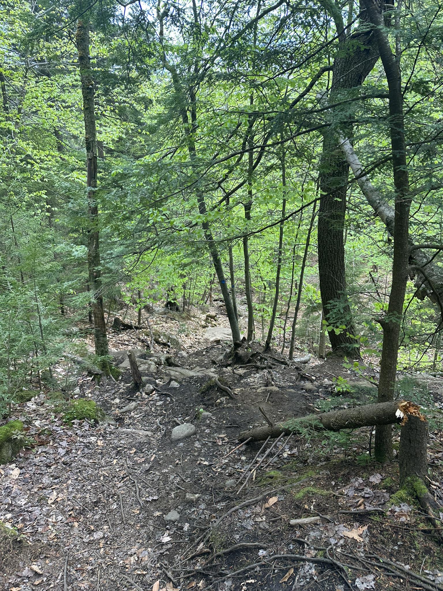 A forest path with exposed roots, rocks, and a fallen tree.