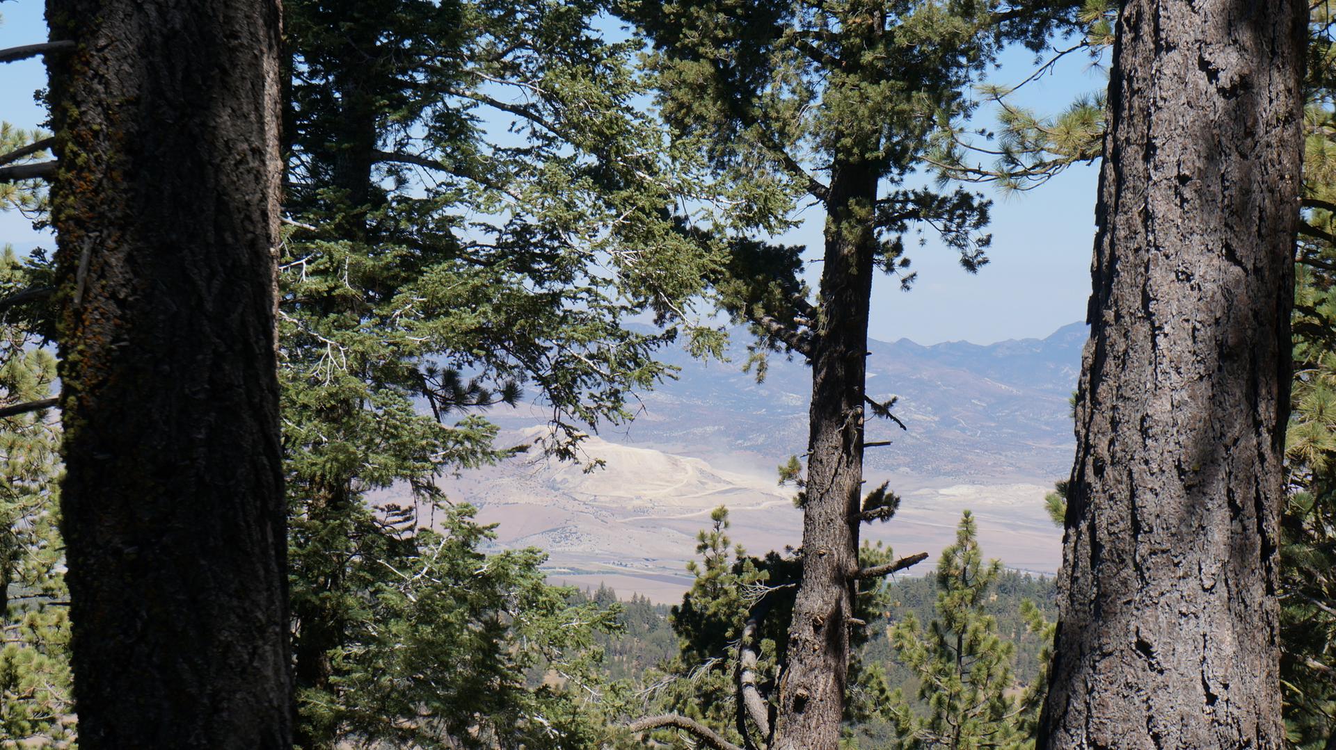 View through tall tree trunks to a vast, arid valley and distant mountains.