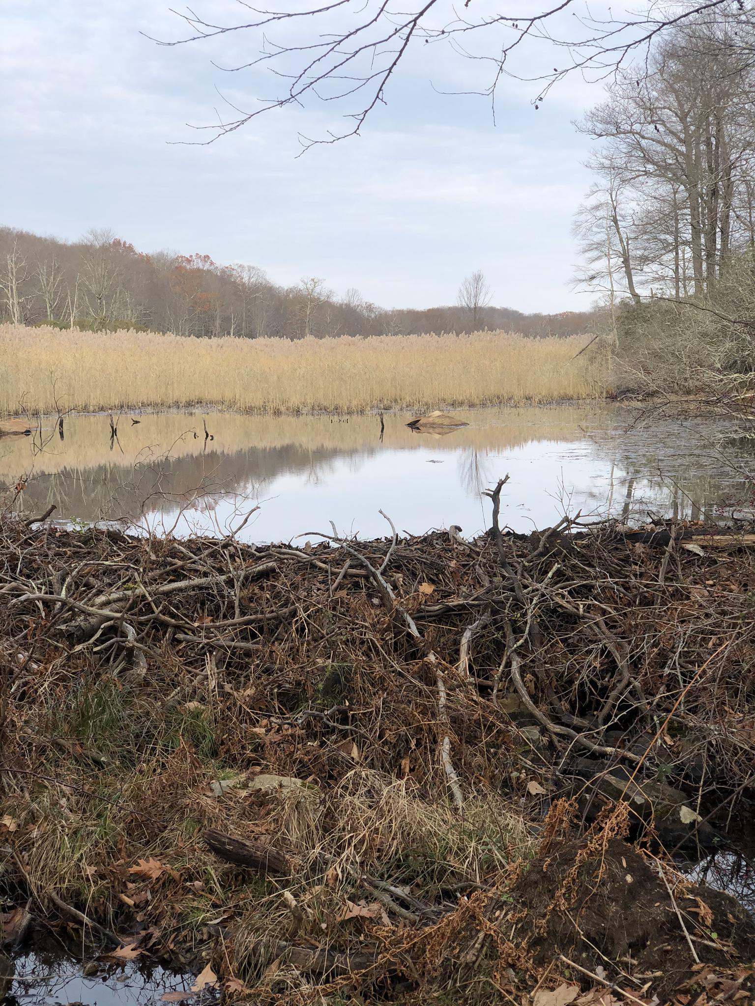A large beaver dam in front of a calm pond and tall reeds.