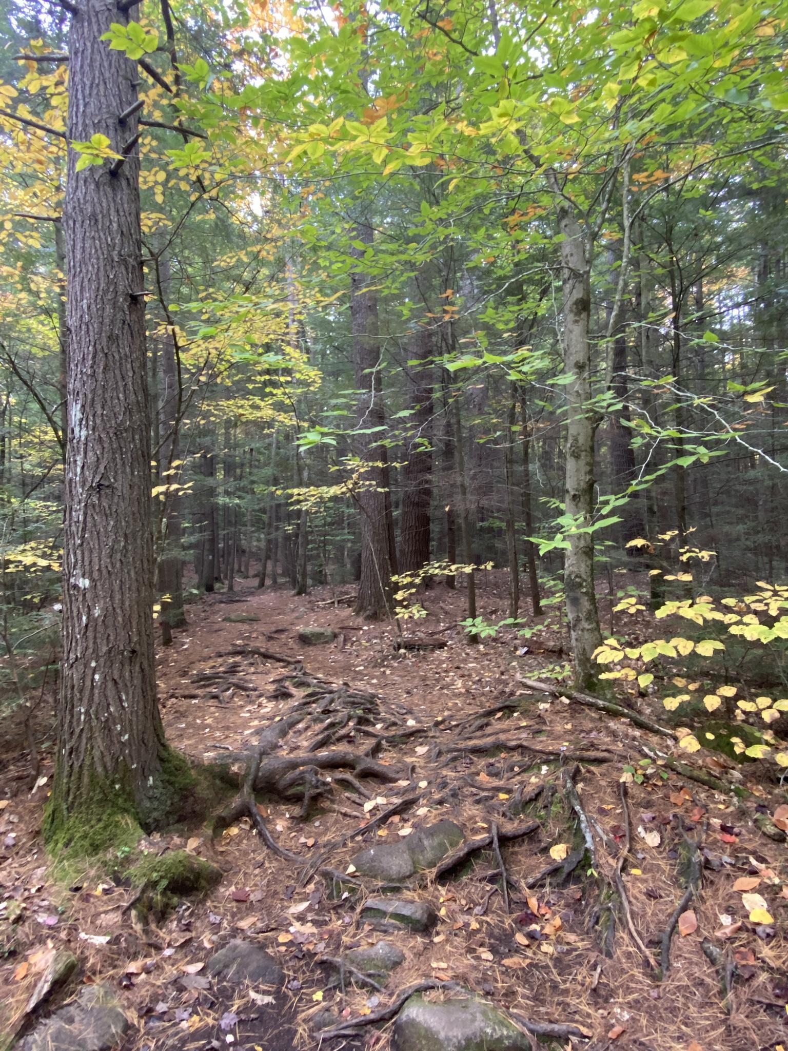 Forest path with exposed roots and fallen leaves, surrounded by green and yellow trees.
