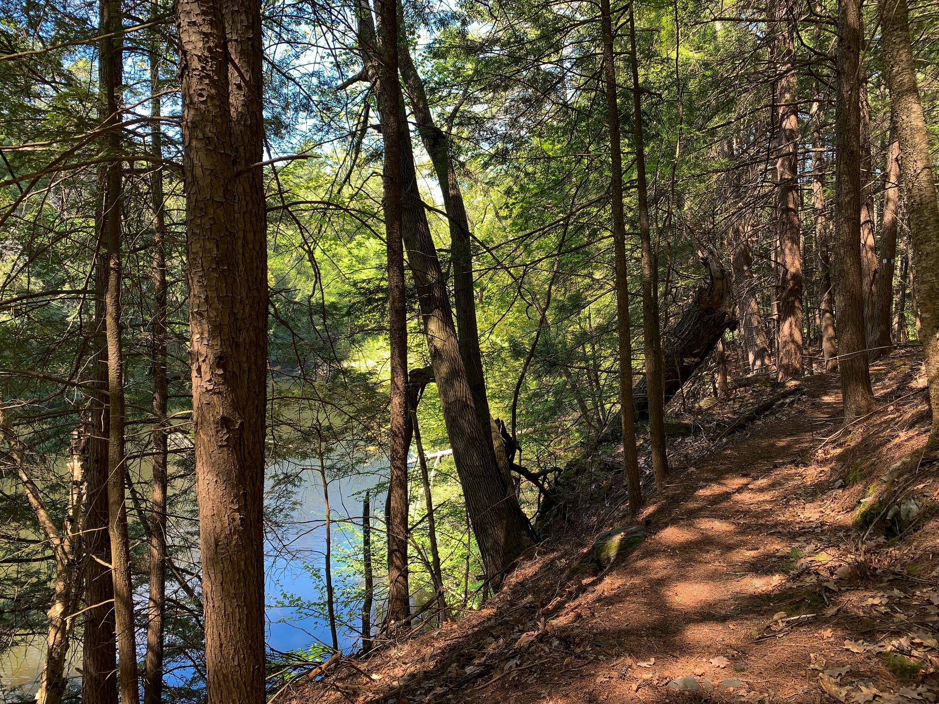 Sunny forest path overlooking blue water through tall trees.
