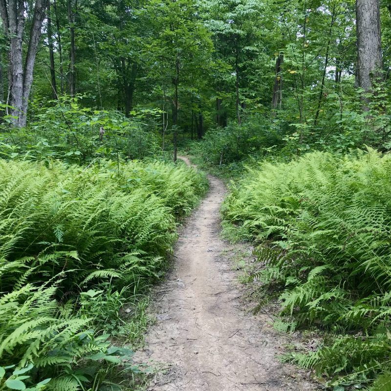 A shaded forest path winding through vibrant green ferns and trees. - Salt Works Trail – Coal Train Trail loop from Chauncey
