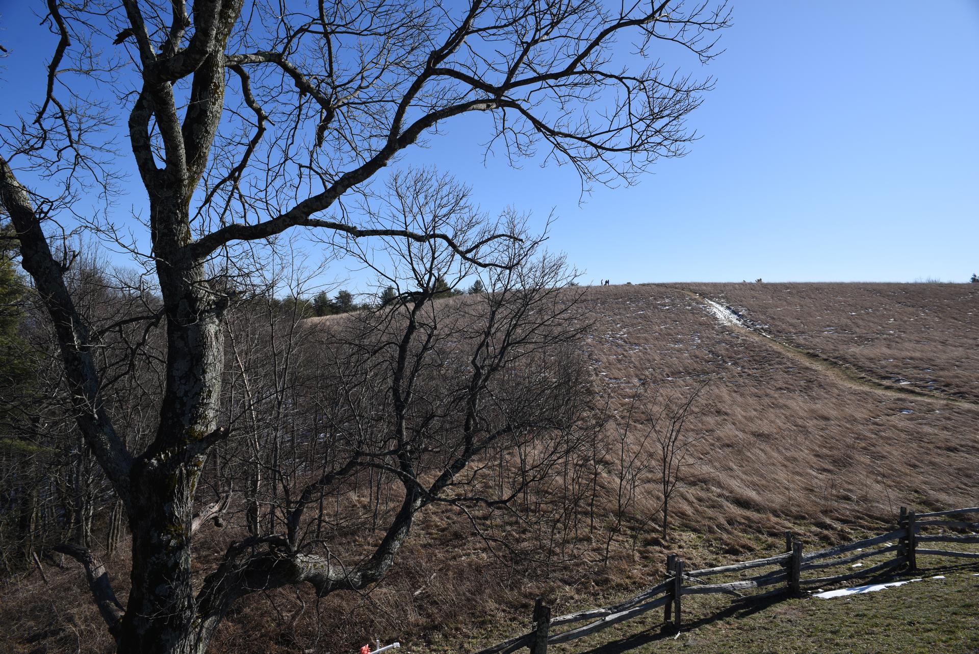 Bare tree frames a sunny, dry field with a wooden fence and clear sky.