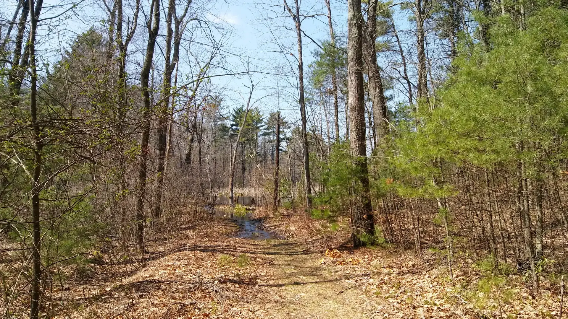 A sunlit forest path with bare trees and fallen leaves.