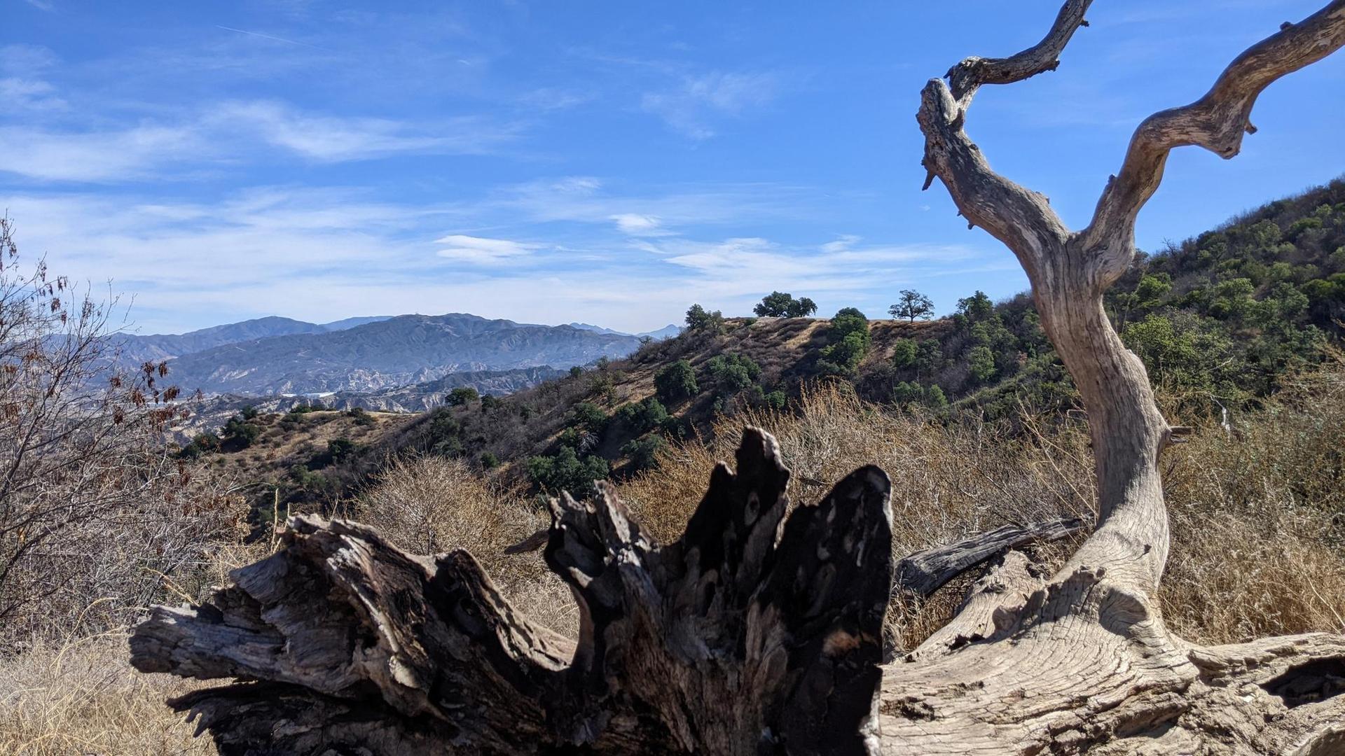 Gnarly dead tree trunk in foreground with hills and distant mountains under blue sky.