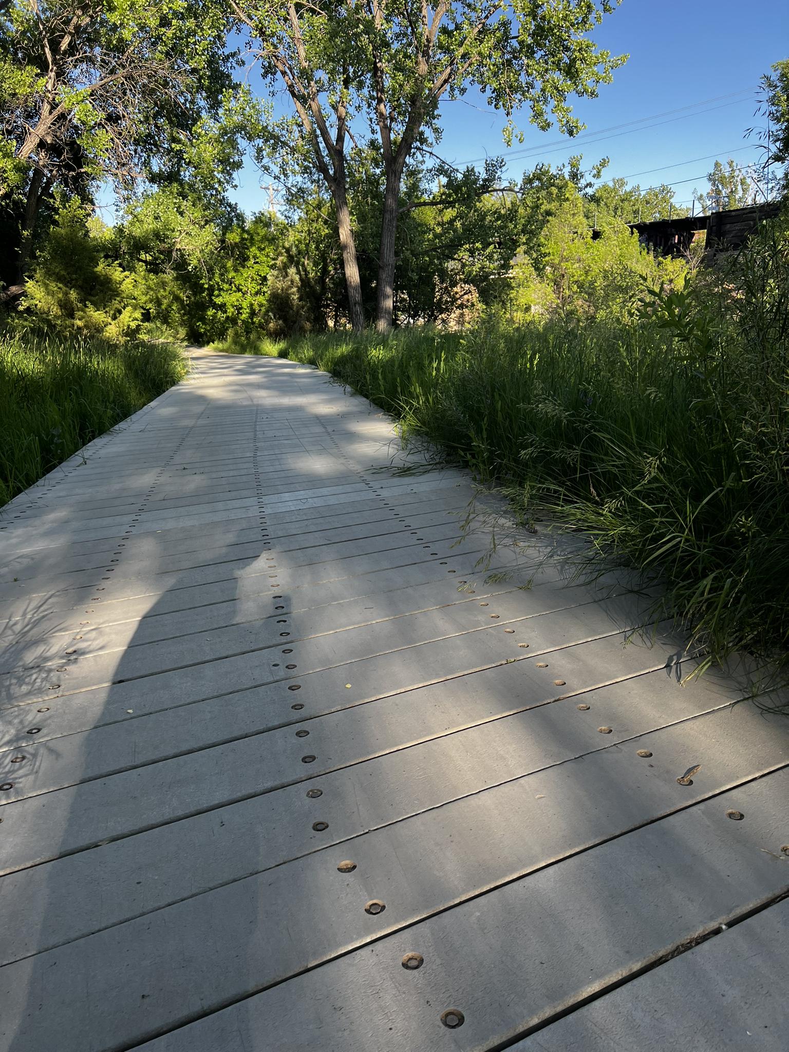 Wooden boardwalk path through lush green foliage with dappled sunlight.