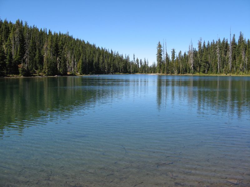 A clear lake reflecting a dense evergreen forest under a bright blue sky. - Vivian Lake Trail