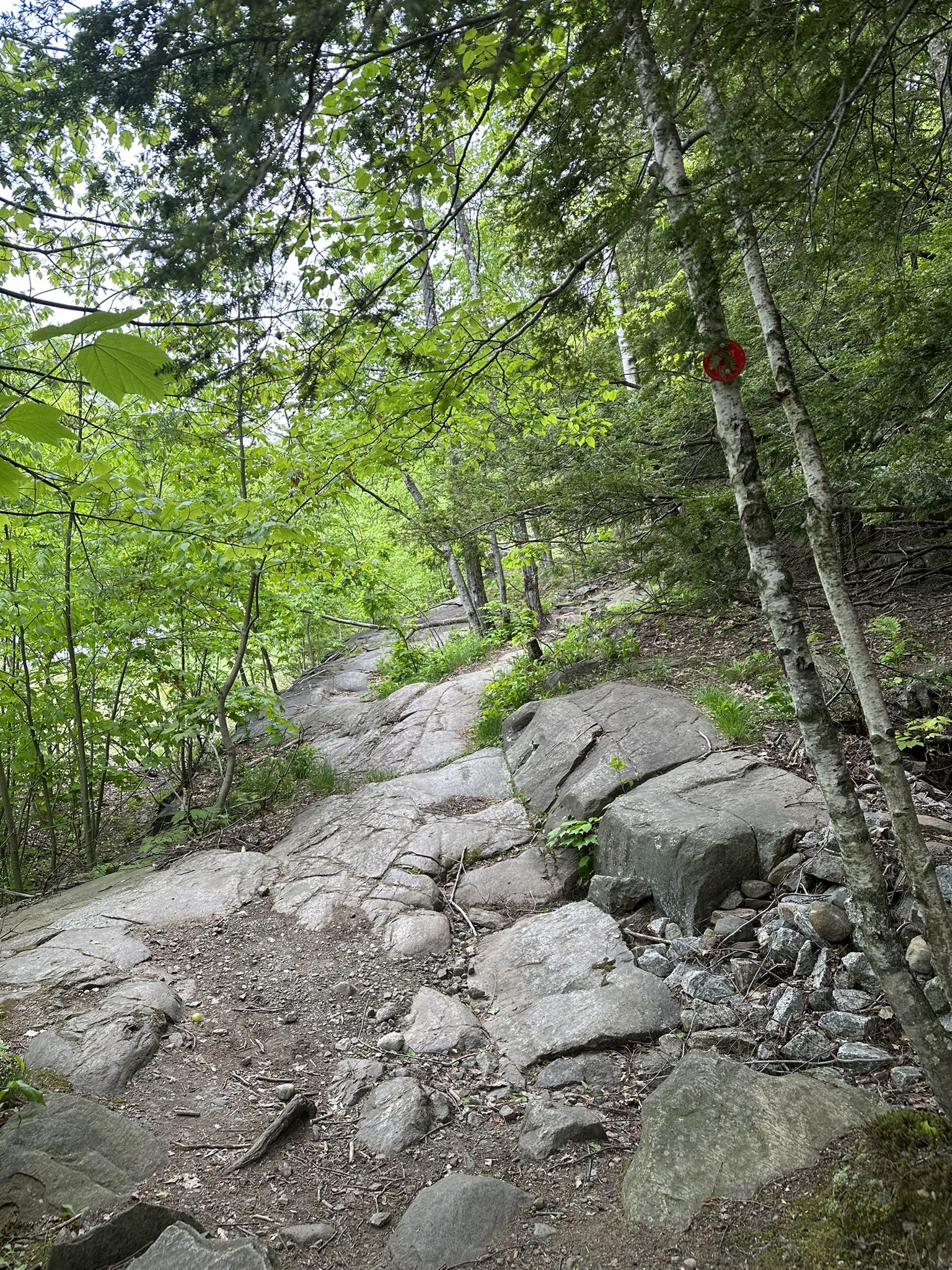 A rocky, uphill forest path with green foliage and a red trail marker.