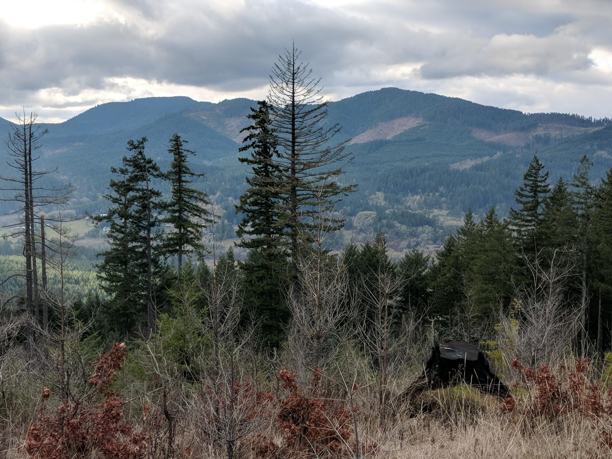 Overcast view of forested mountains with evergreen and bare trees in the foreground.