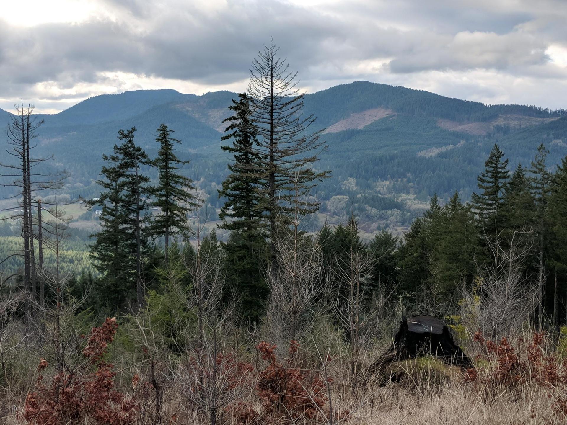 Overcast view of forested mountains with evergreen and bare trees in the foreground.
