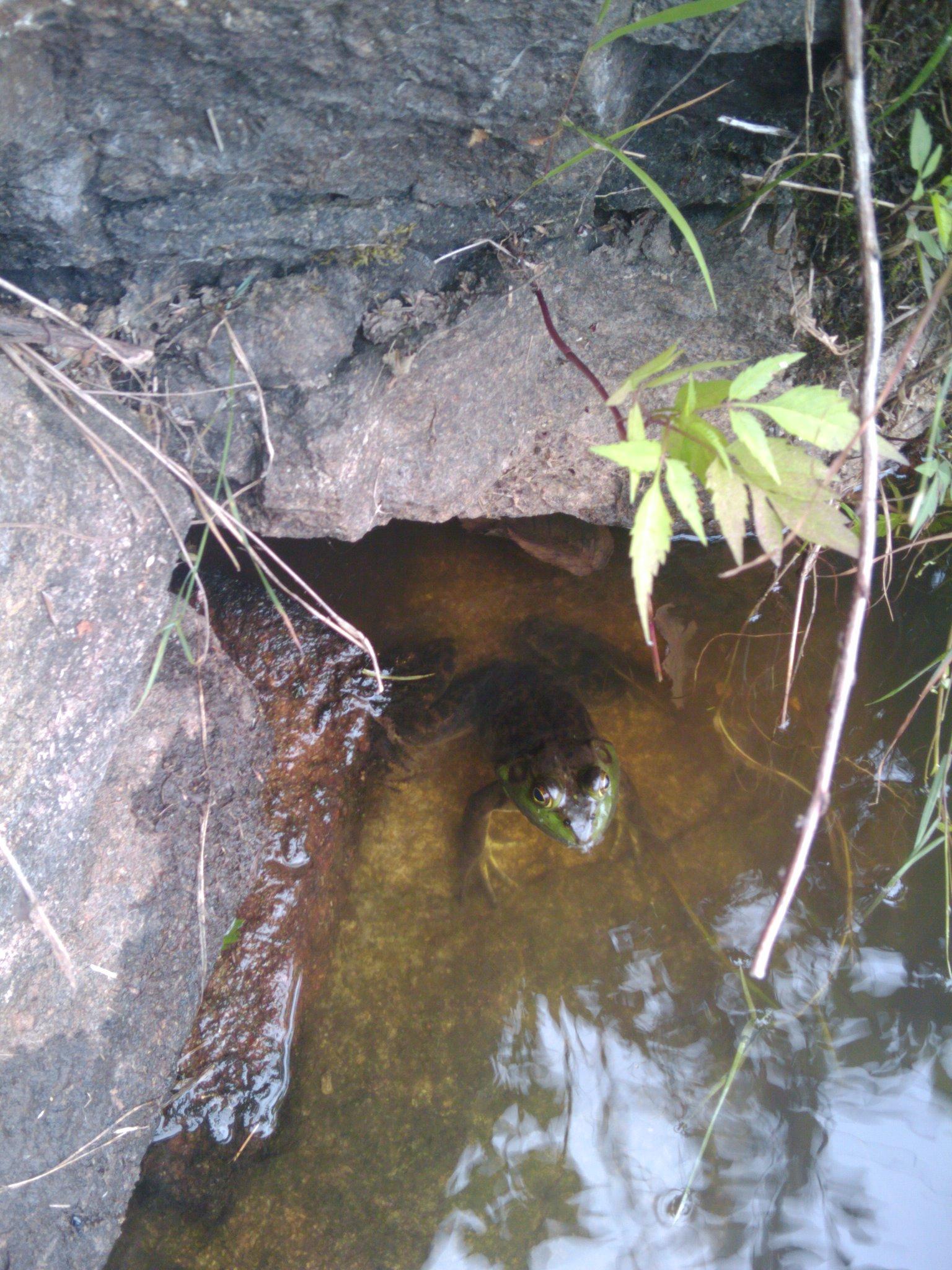 A green frog peeks from murky water surrounded by rocks and plants.