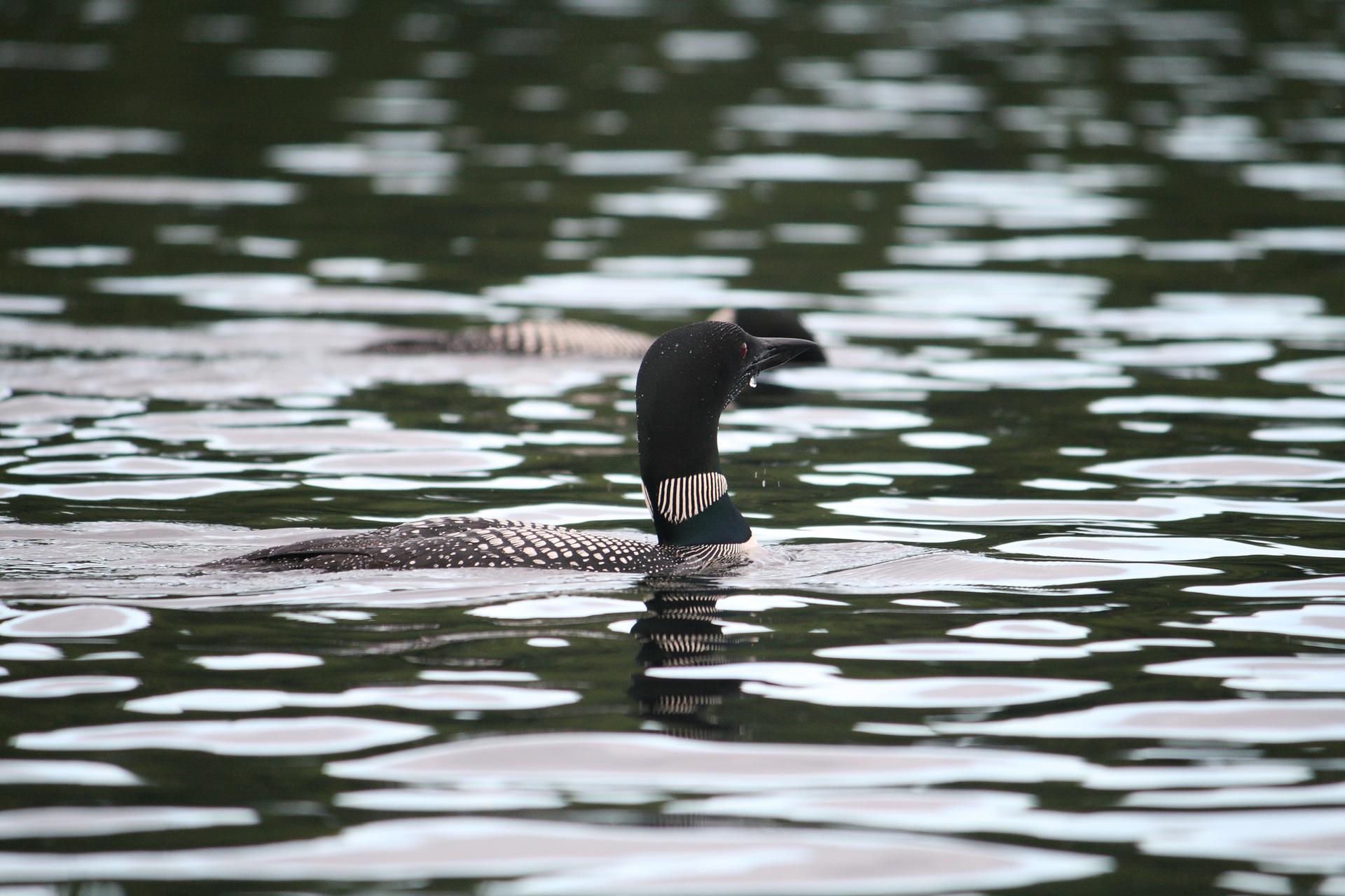 A black and white loon swims gracefully on rippling water.