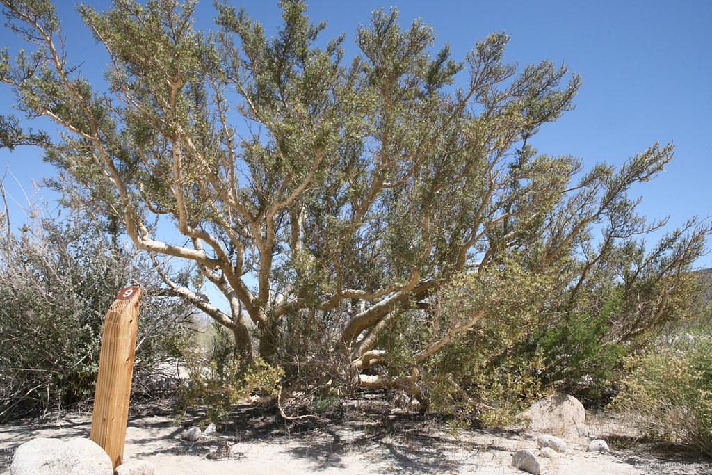 Large desert tree, sandy ground, and wooden post under a clear blue sky.