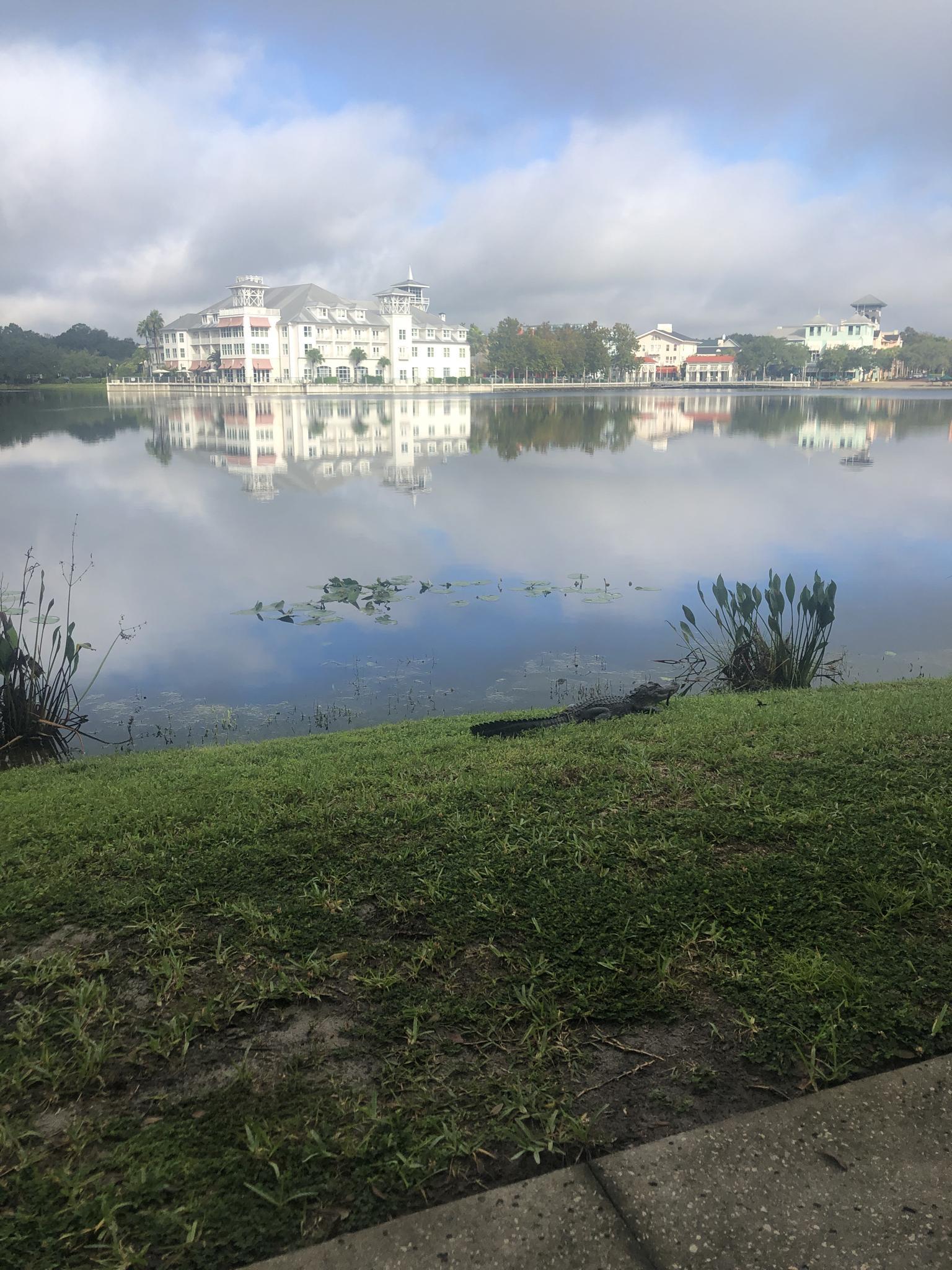 An alligator rests on a grassy bank beside a lake reflecting buildings.