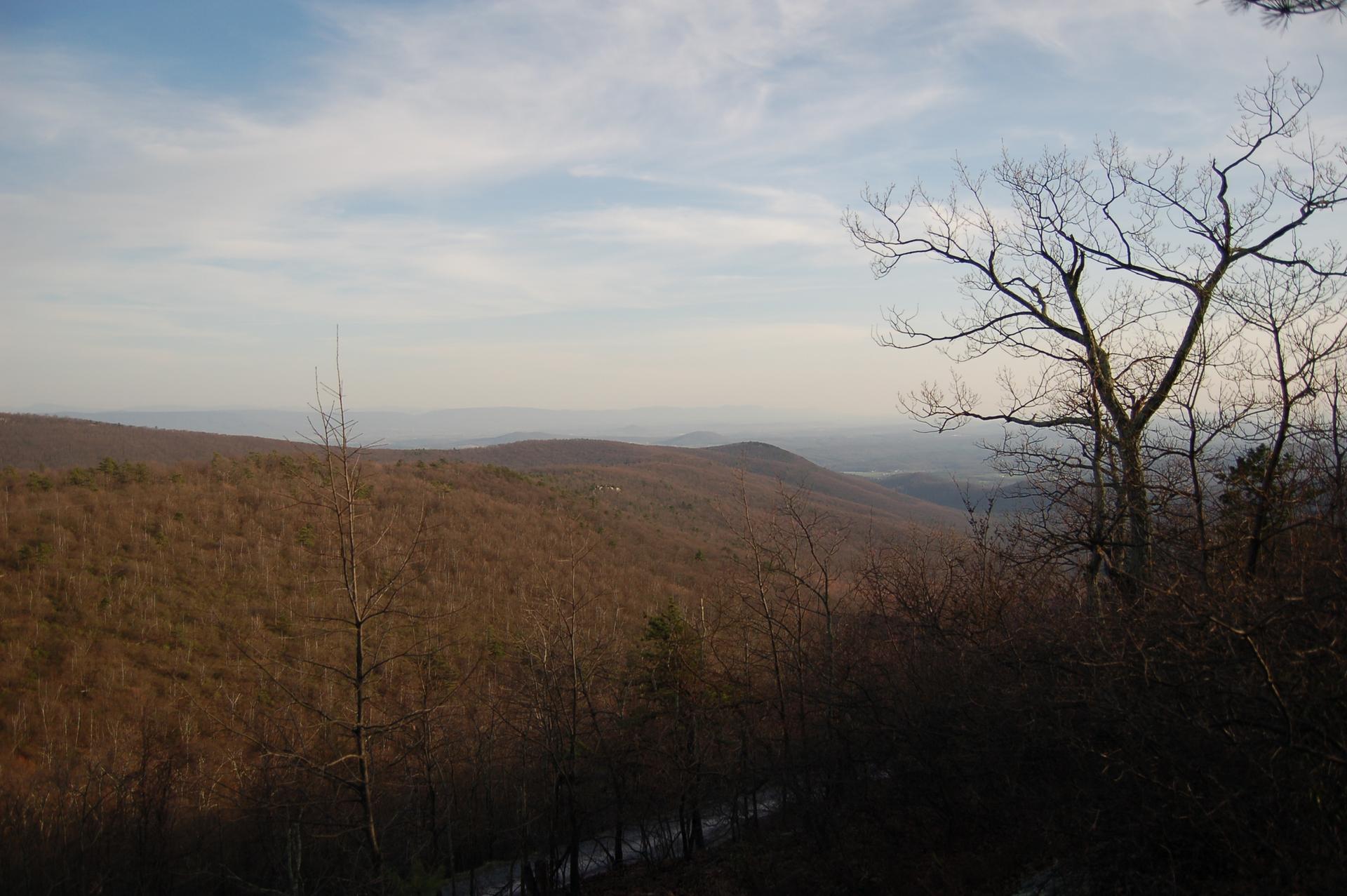 Rolling hills covered in bare trees under an overcast sky, with distant hazy mountains.