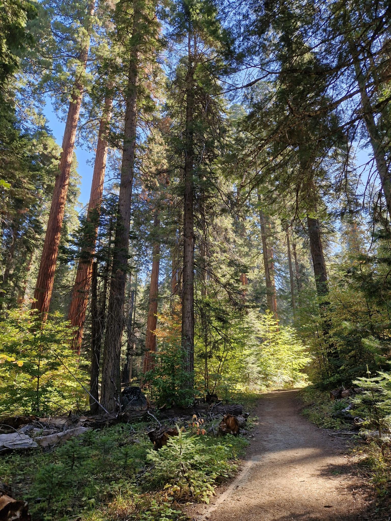 Dirt path winding through a sunlit forest of towering trees.