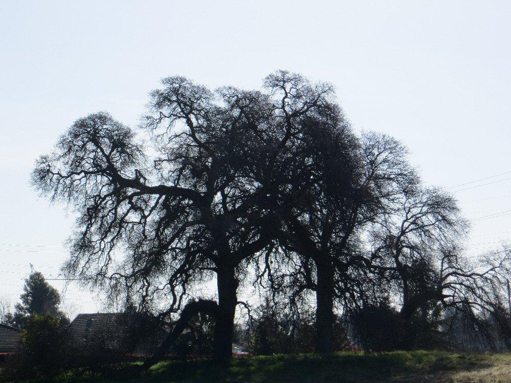 Large, gnarled trees stand silhouetted against a bright, overcast sky.