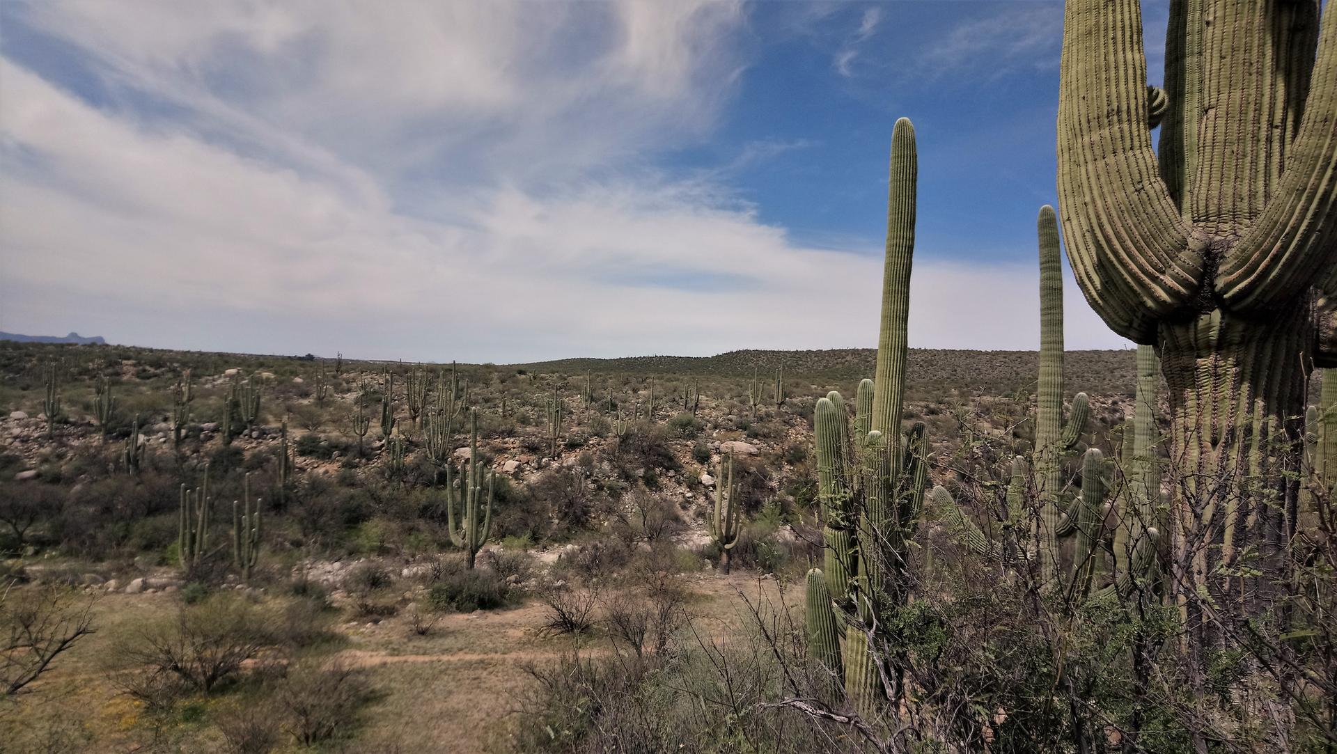 Vast desert landscape with numerous saguaro cacti under a partly cloudy sky.