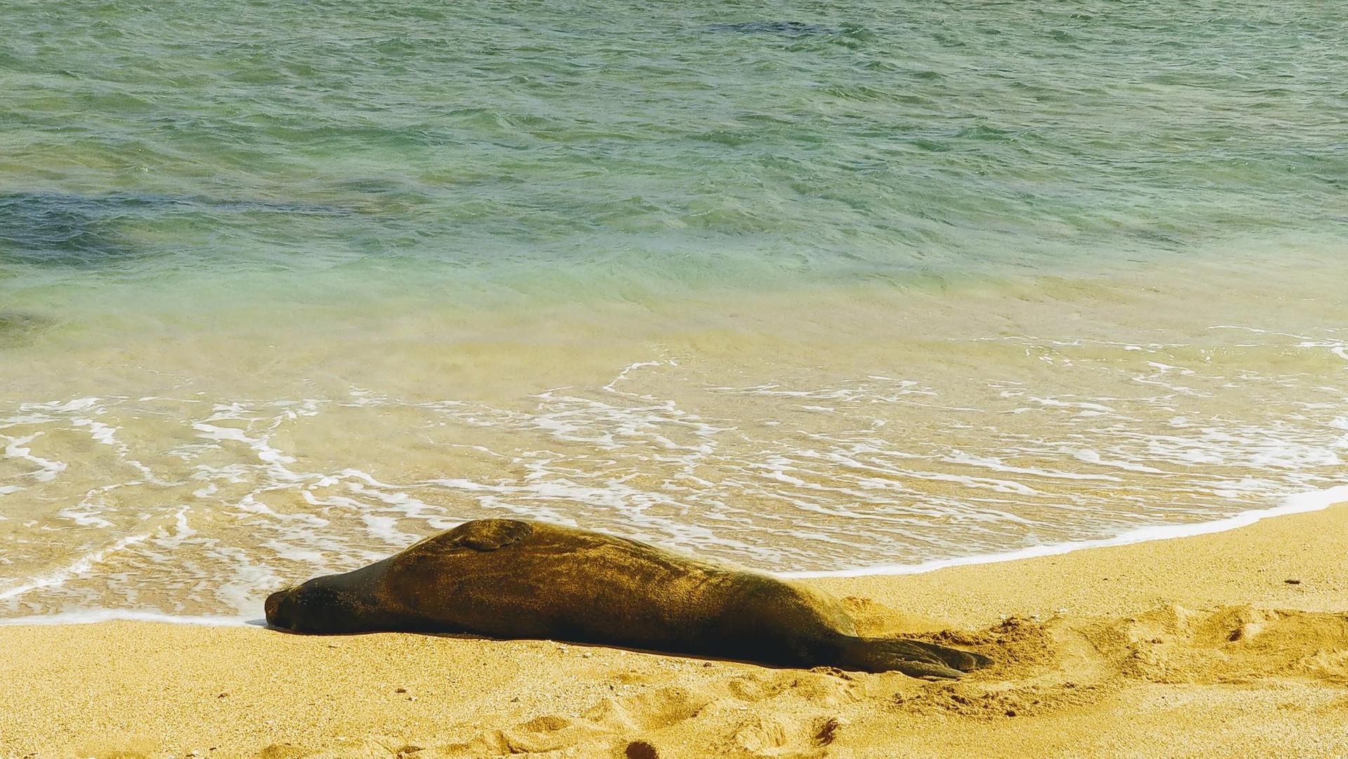 A seal resting on a sandy beach with gentle waves washing ashore.