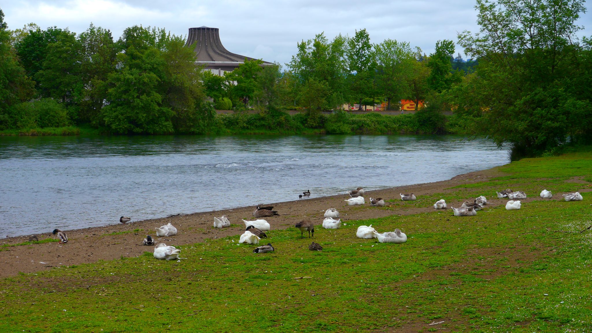 Ducks and geese resting on a grassy riverbank with a building in distance. - Powerline & River Road loop