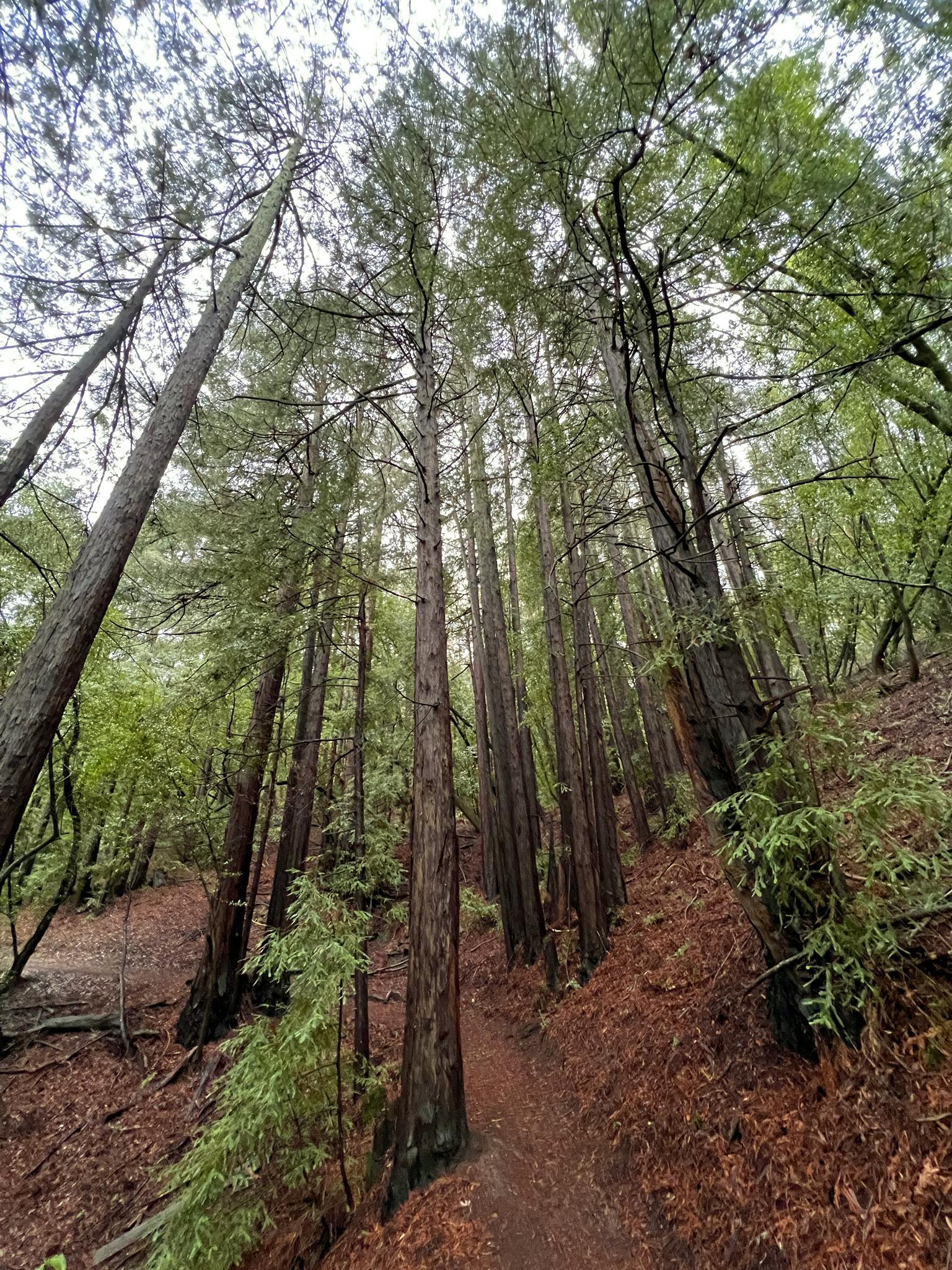 Upward view of tall, slender trees lining a forest path.