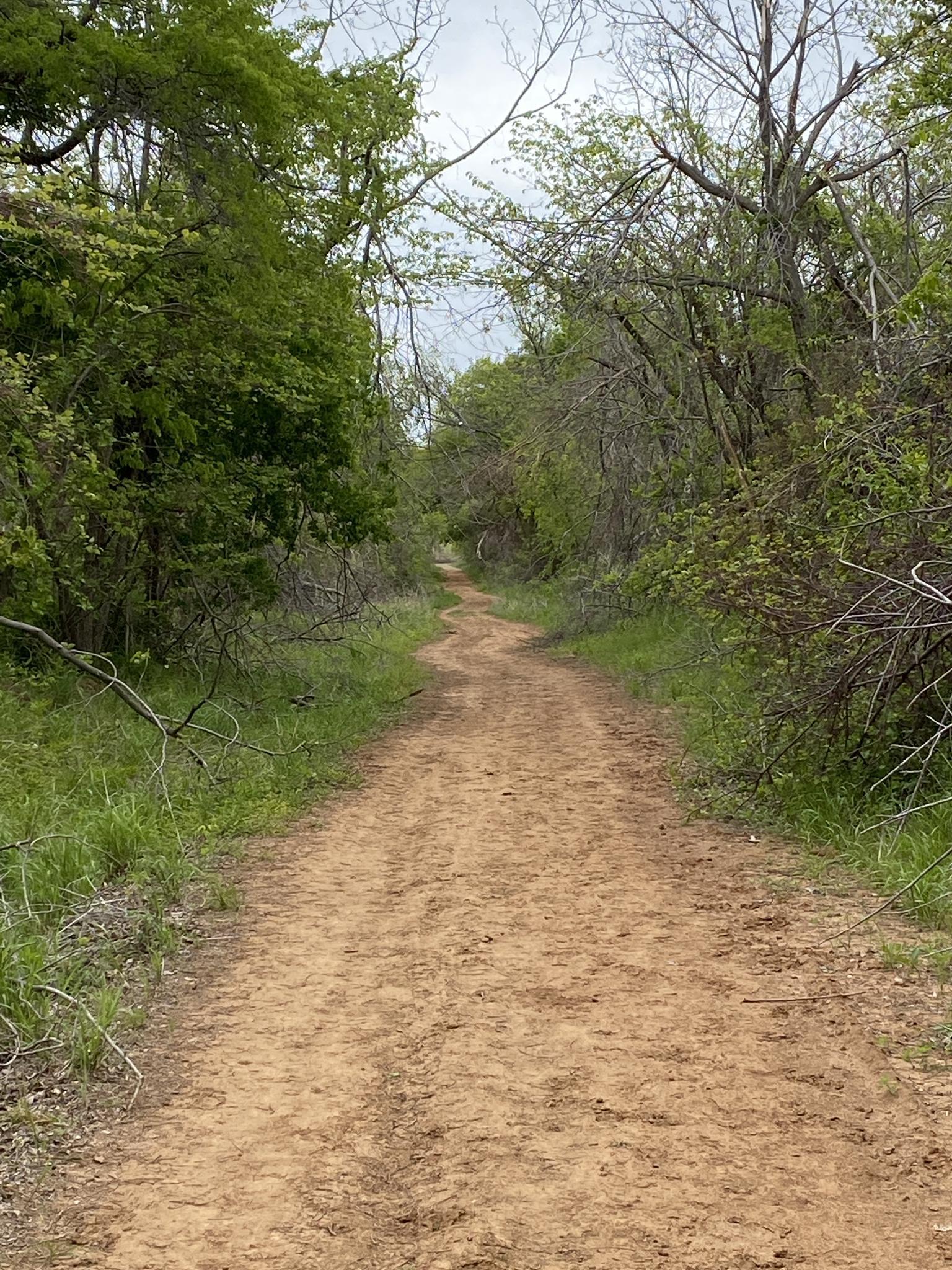 Winding dirt path through a lush green and partially bare forest.