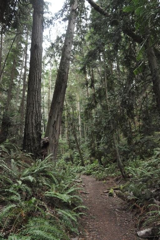 A narrow dirt path winds through a lush, green forest with tall trees.