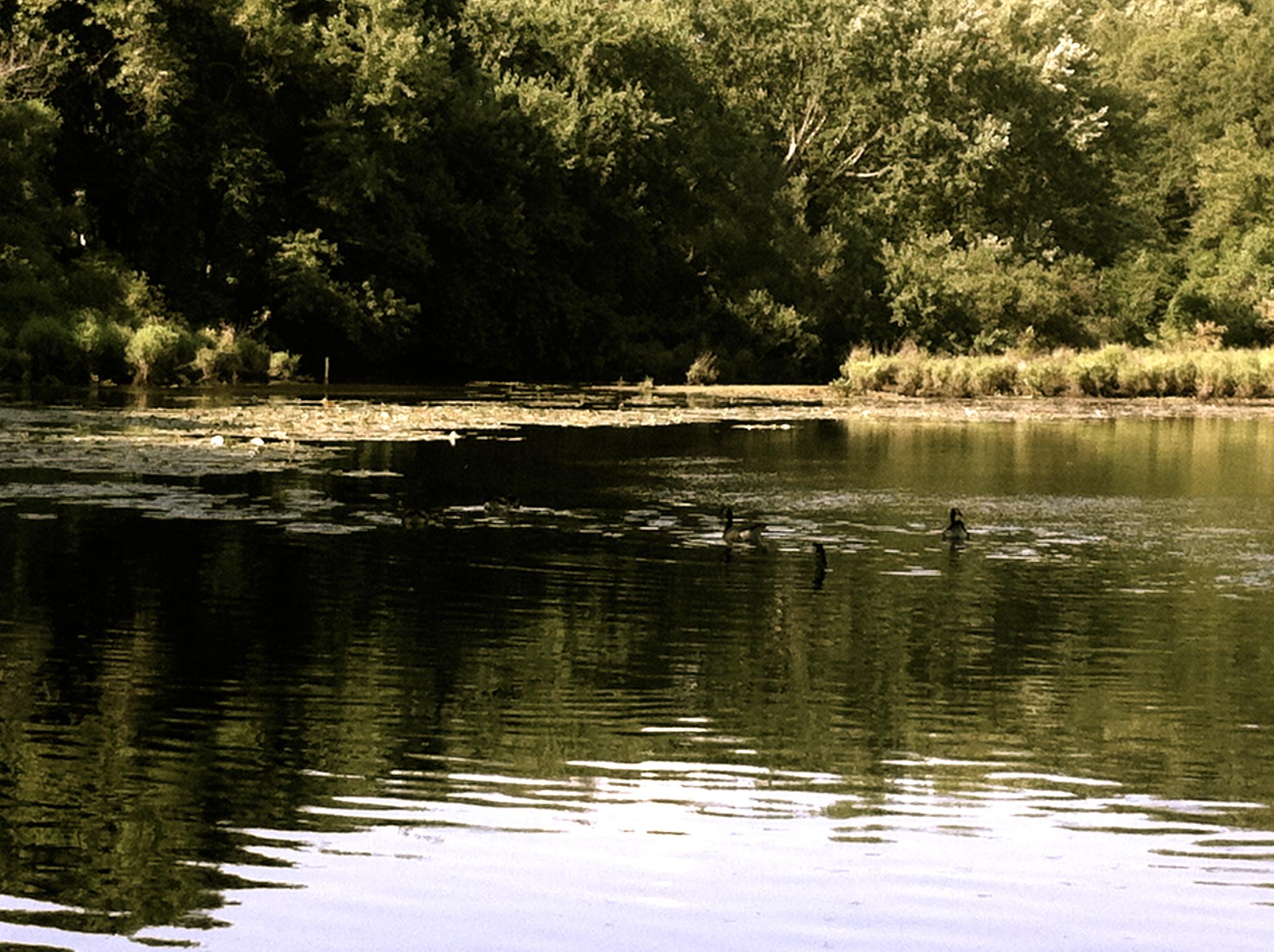 Calm water with ducks, dense green trees, and dappled sunlight.