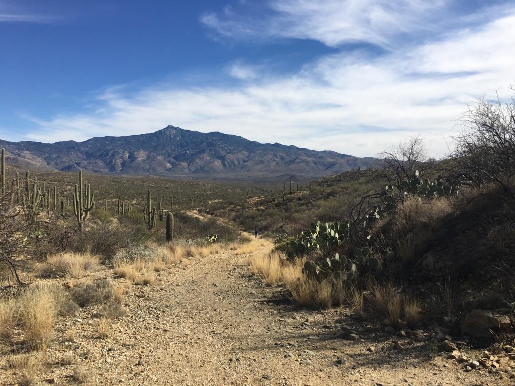 Sunny desert landscape with a dirt path, saguaro cacti, and distant mountains.