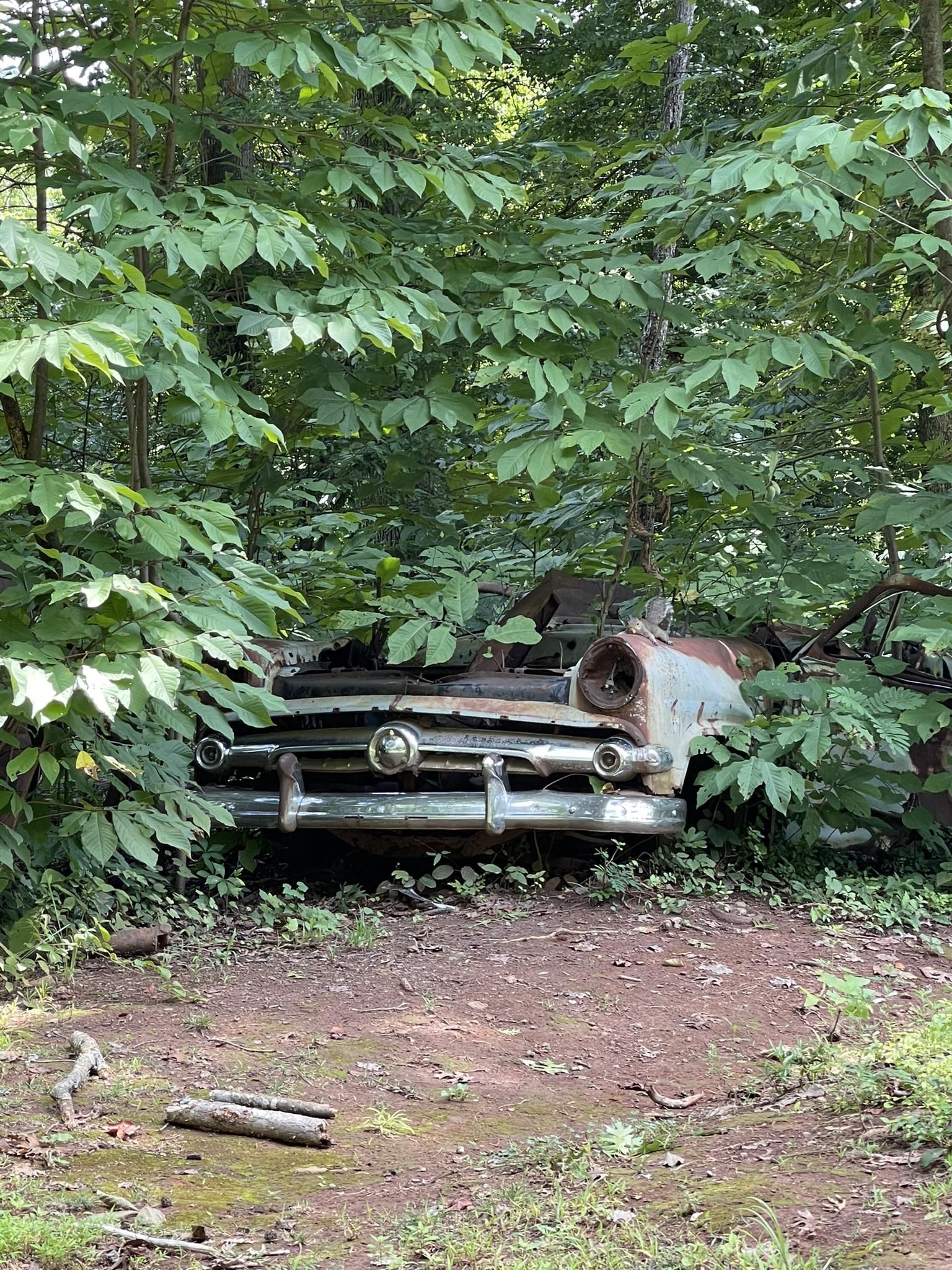 Rusted old car partially hidden by dense green foliage in a forest. - Backyard Trails
