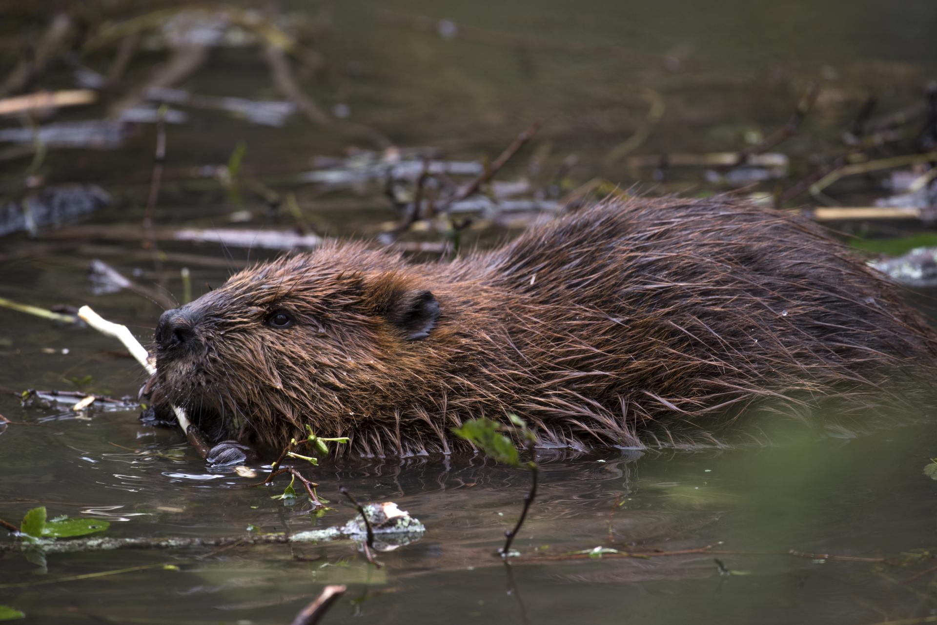 A close-up of a beaver in murky water, holding a stick.