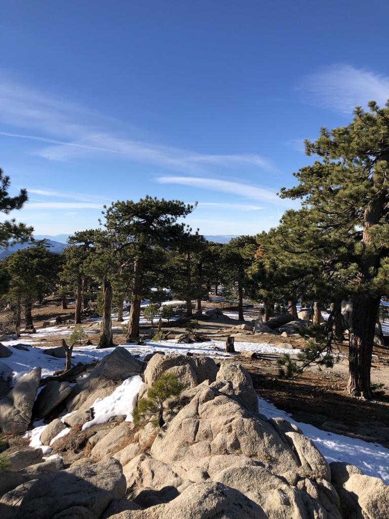 Sunny view of a pine forest with snow-dusted rocks and a clear blue sky.