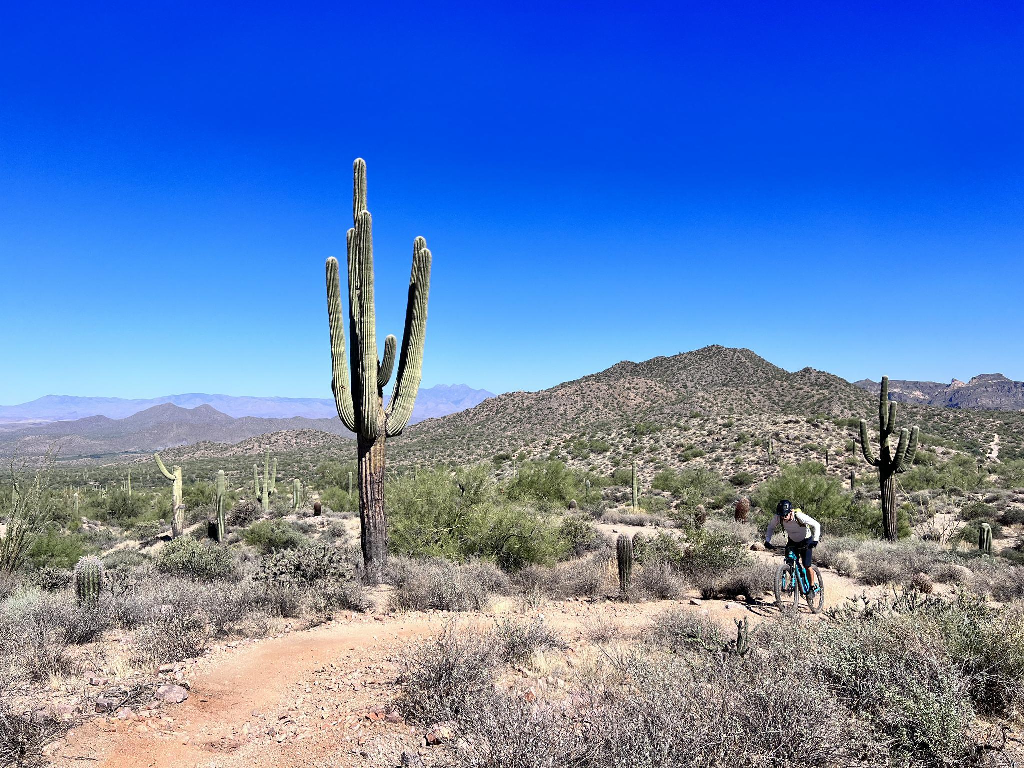 Mountain biker on a desert trail next to a tall saguaro cactus.