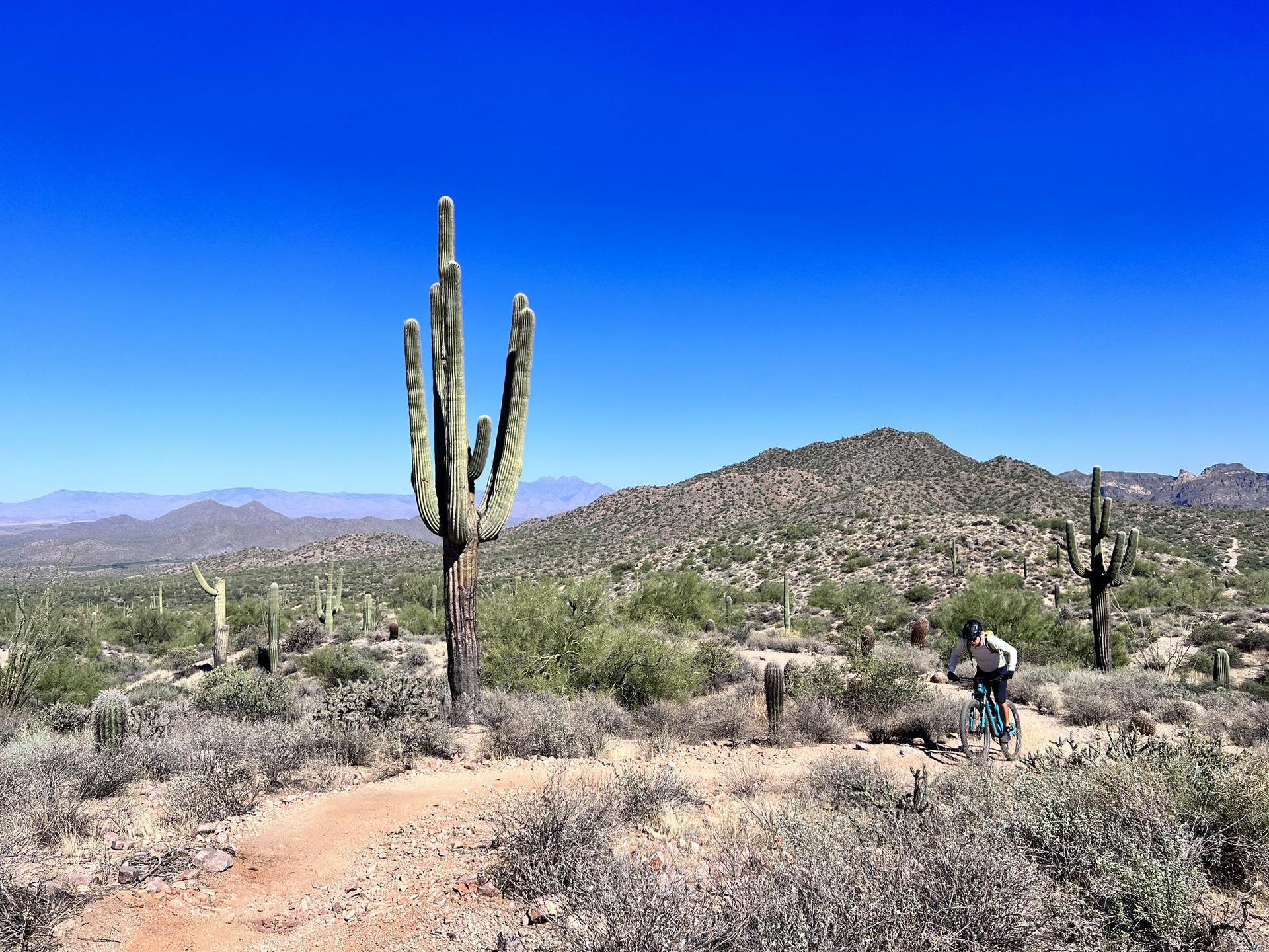 Mountain biker on a desert trail next to a tall saguaro cactus.