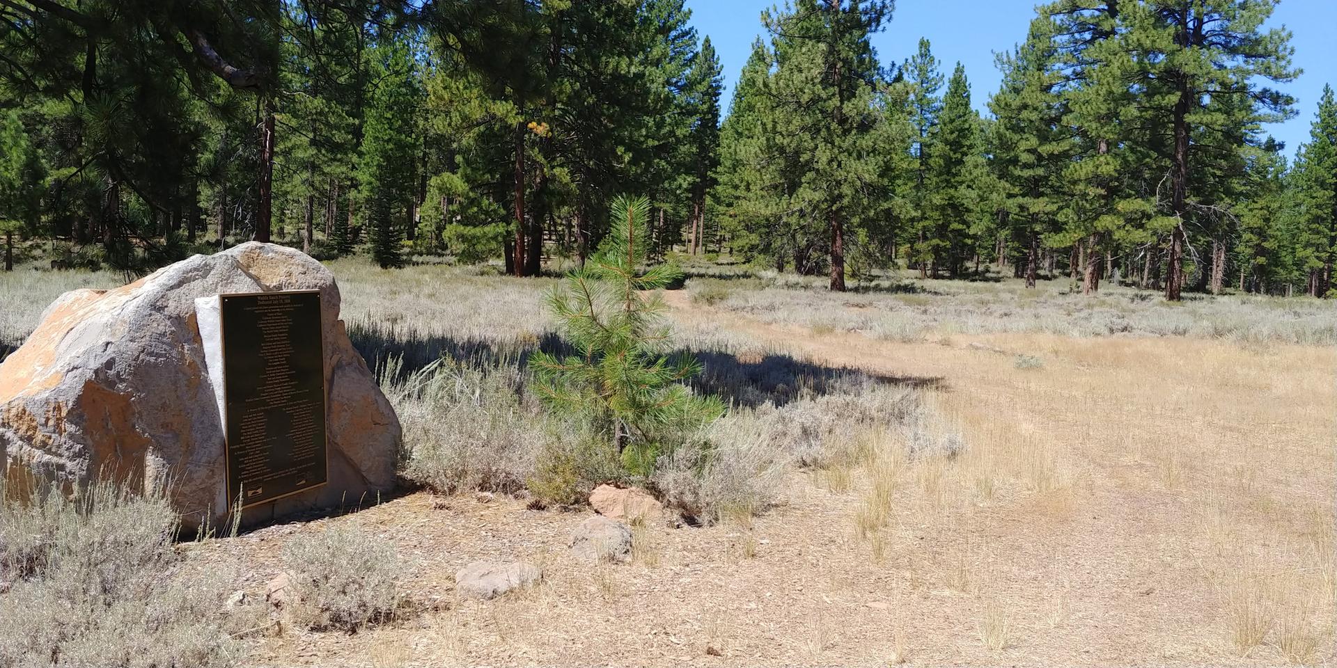 A large rock with a plaque in a sunny, dry pine forest.