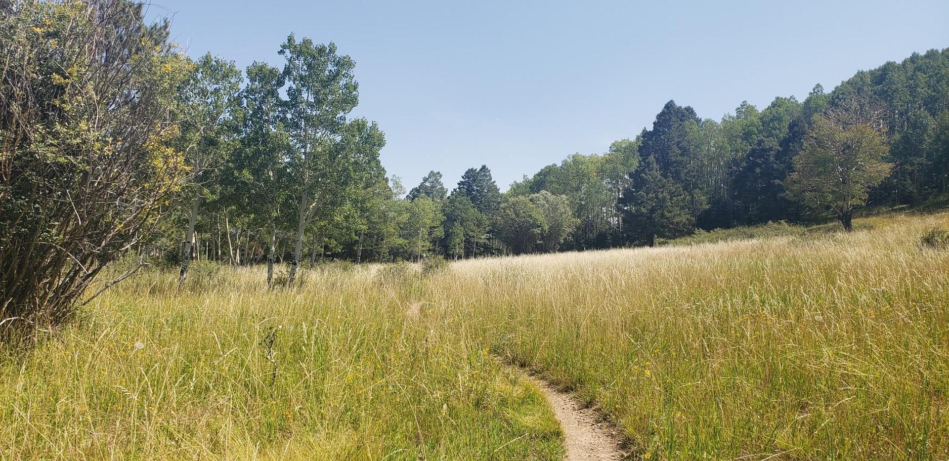 A winding dirt trail through a sunlit, tall grass meadow with distant trees.
