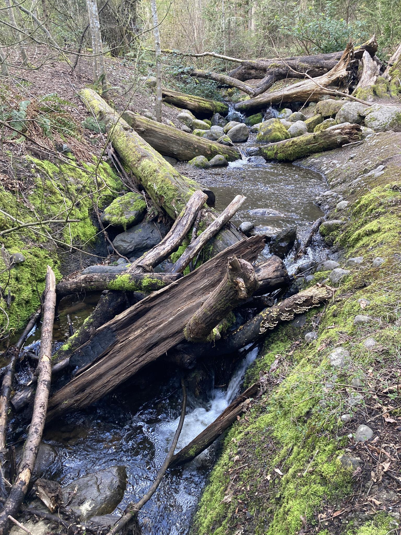 A rocky stream with many fallen logs and mossy banks in a forest.