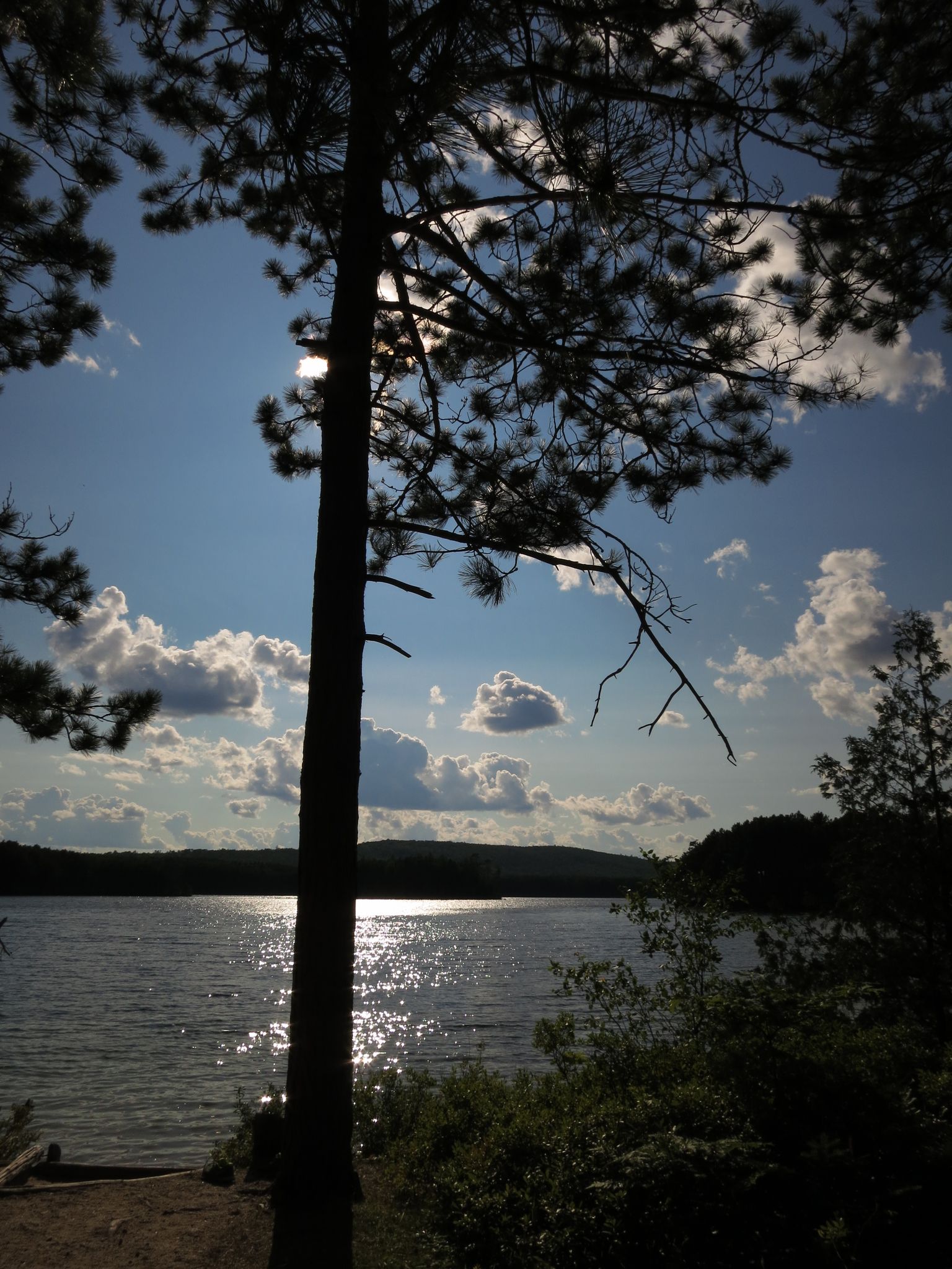 Silhouetted pine tree frames a sun-dappled lake with distant hills. - Debsconeag Ice Caves loop from Ice Caves Parking