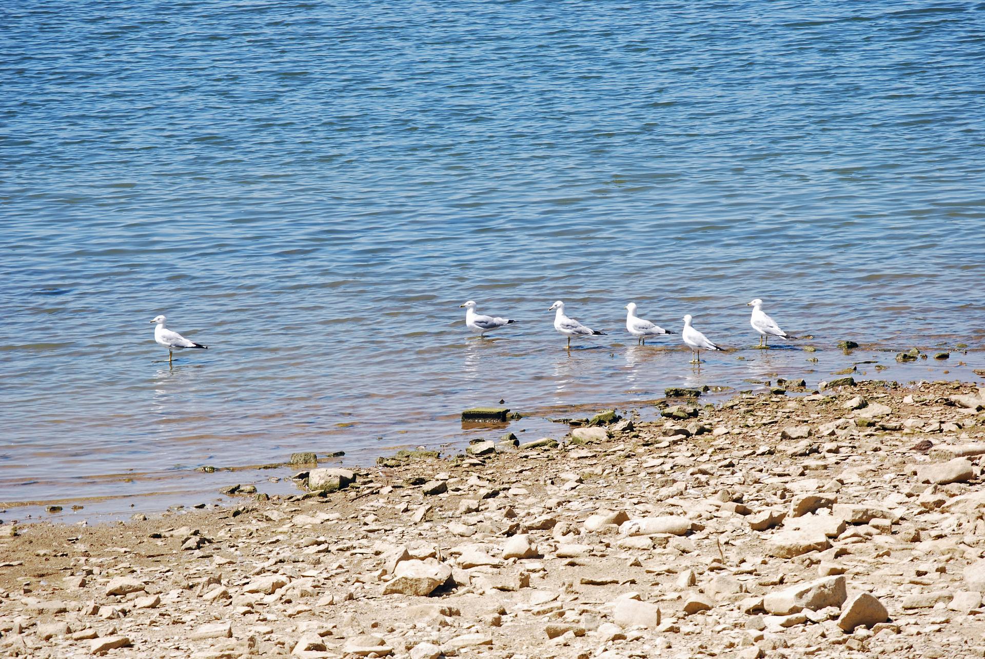 Several seagulls stand on a rocky shoreline next to calm blue water in daylight.
