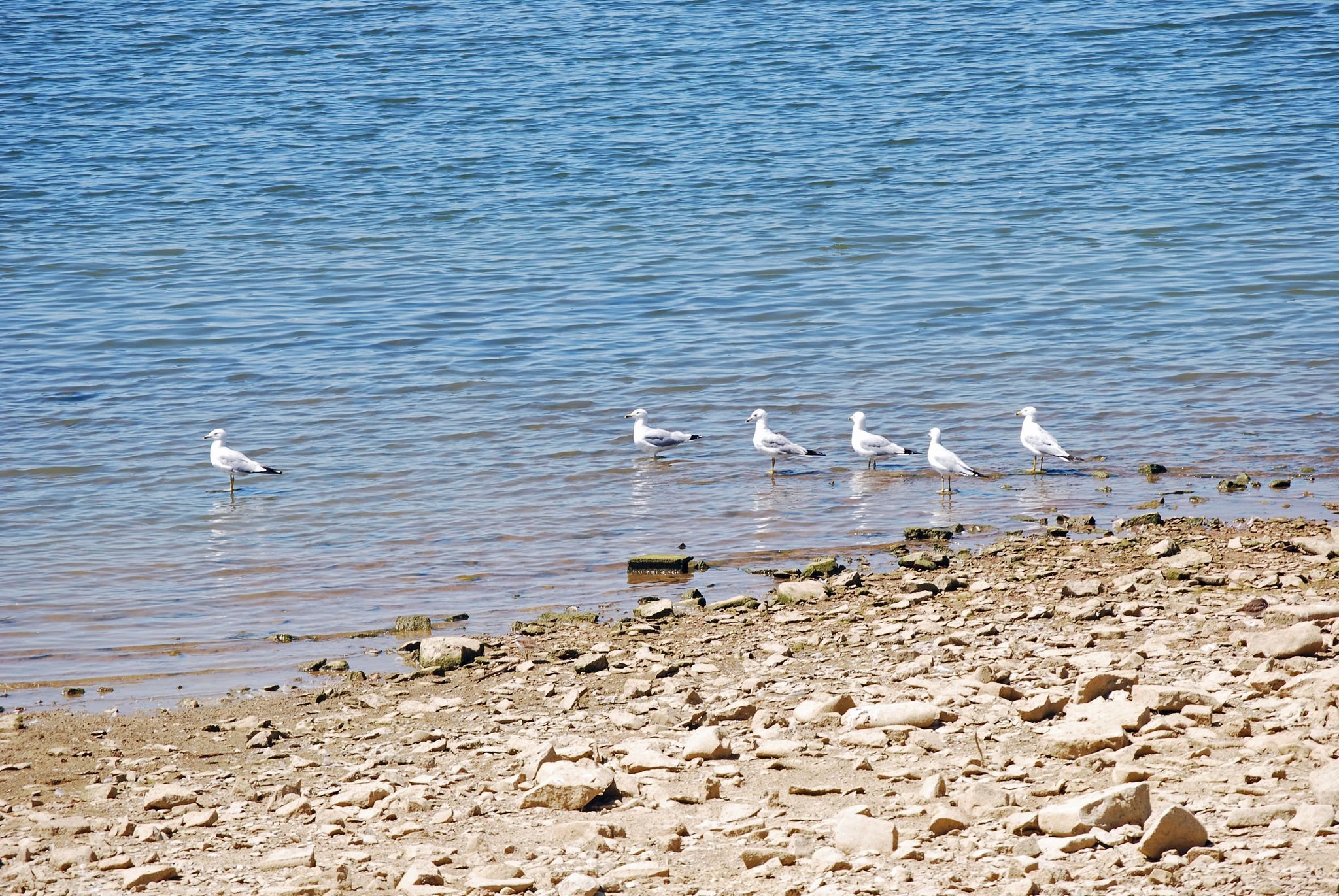 Several seagulls stand on a rocky shoreline next to calm blue water in daylight. - Perry Lake loop