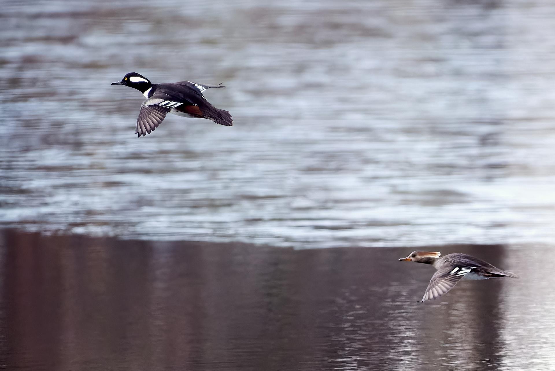 Male and female crested ducks flying low over calm water.
