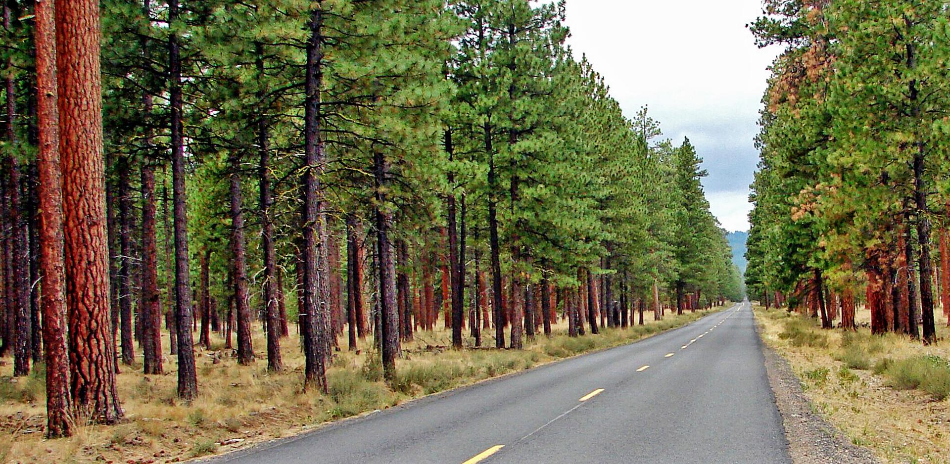An empty paved road cuts through a dense pine forest on an overcast day.
