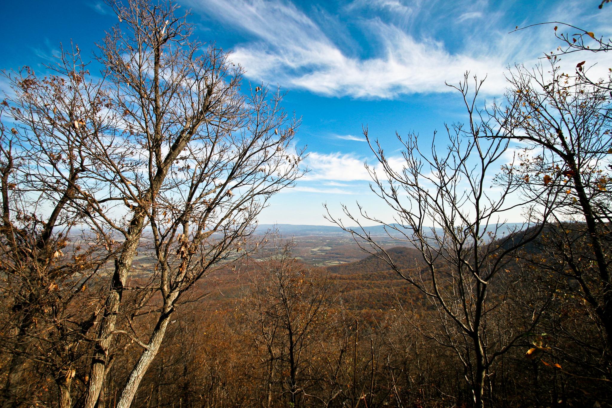 Bare trees frame a vast, forested valley under a bright, cloudy sky.