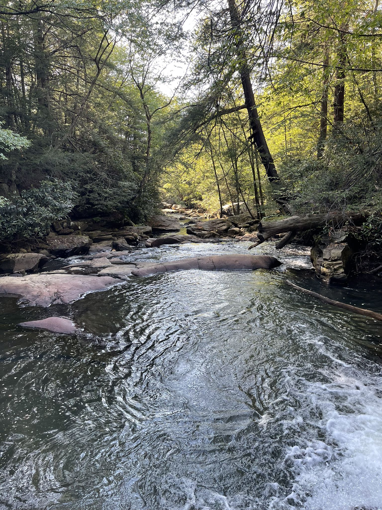 A wide river flows through a sunlit forest with rocky banks and fallen logs. - Roadbike loop from Pierpont