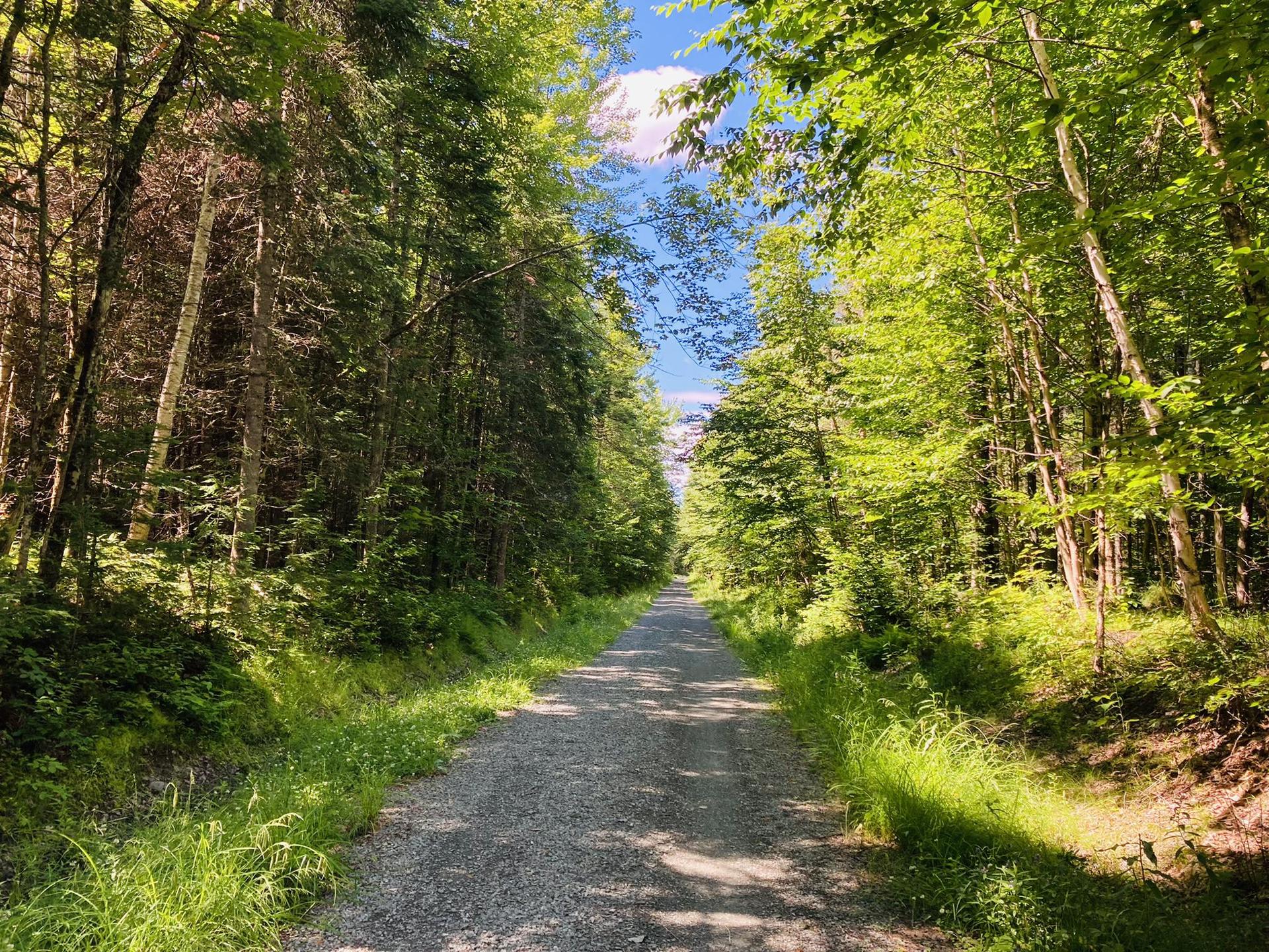 Sunlit gravel path winding through a dense green forest on a clear day.