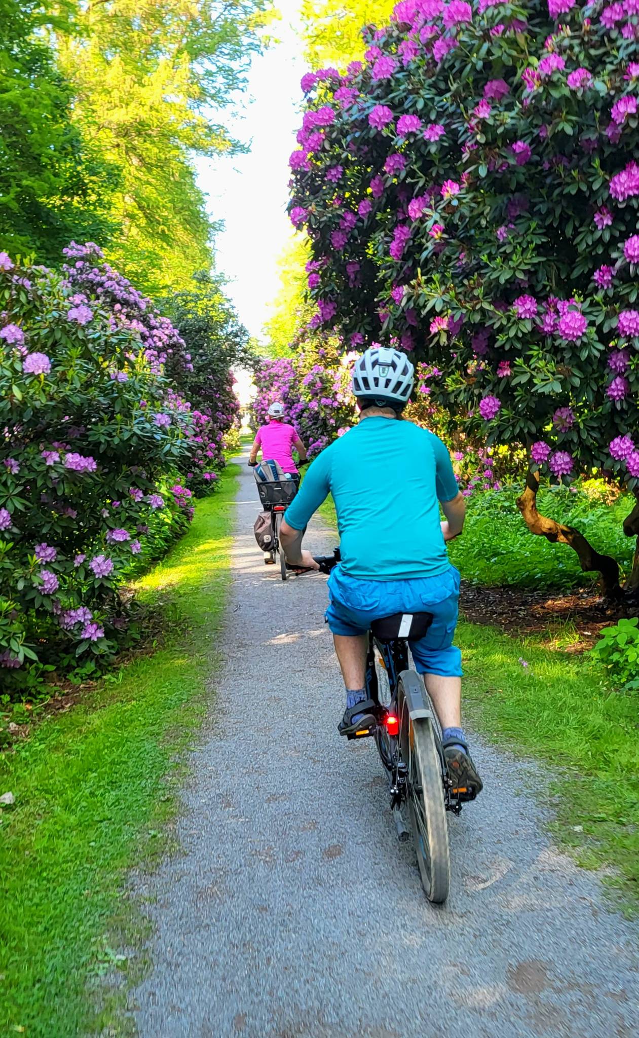 Rhododendron-Allee zum Schloss Hagenburg  Wander- & Radrouten | Komoot