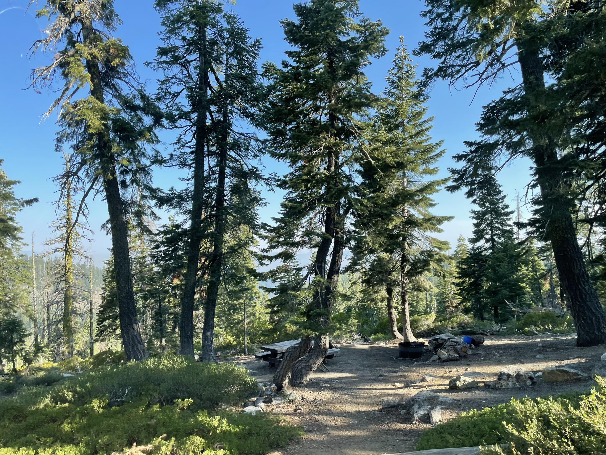 A forest clearing with tall trees, a picnic table, and a fire pit.