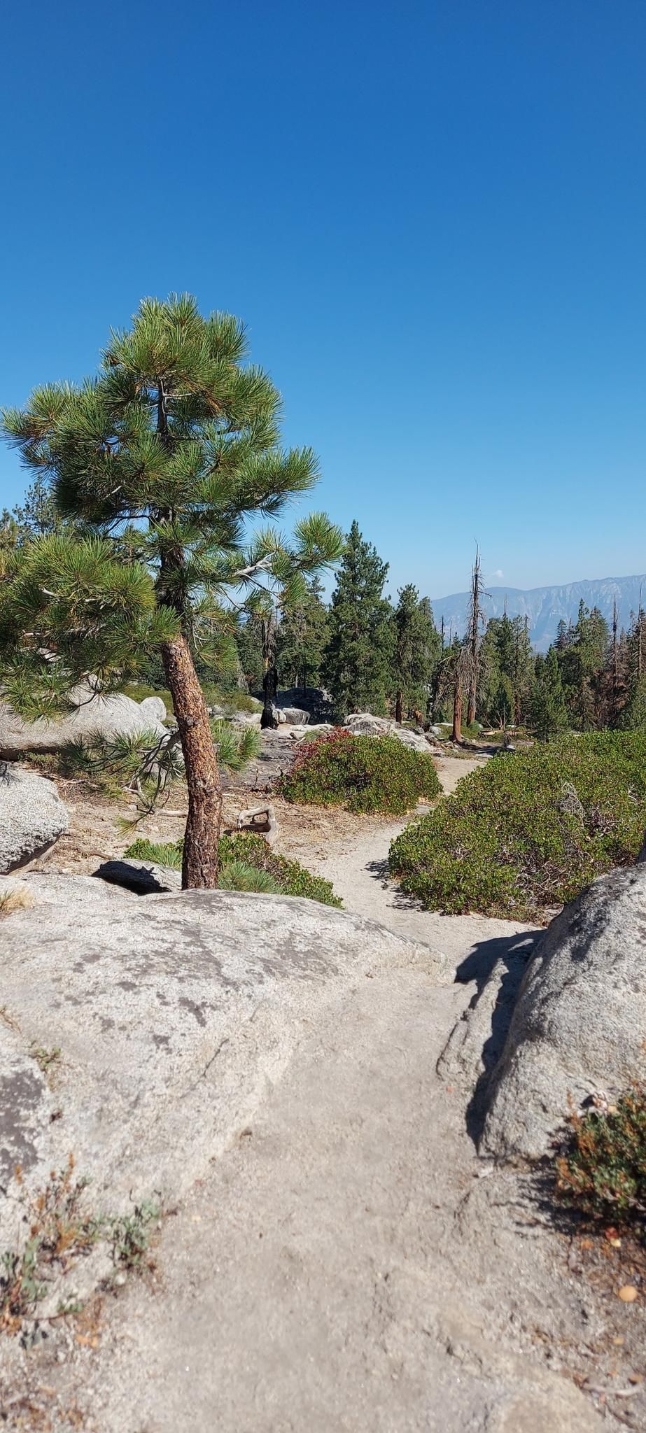 A winding dirt path through rocks and a small pine tree. - Buena Vista Peak Trail